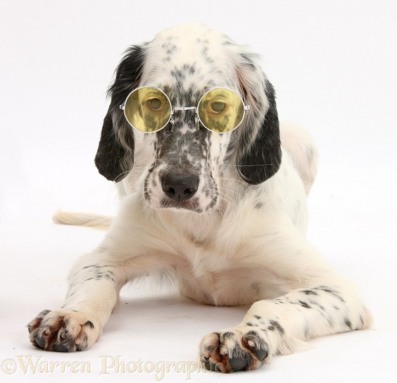 Blue Belton English Setter pup, Belle, 16 weeks old, lying with head up wearing glasses, white background