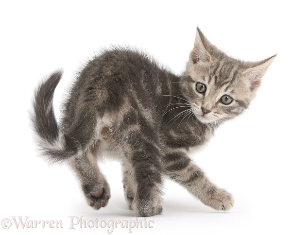 Tabby kitten, Max, 9 weeks old, turning as he walks, white background