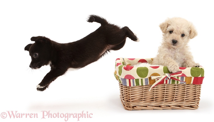 Chihuahua x Jack Russell puppy leaping out of a basket with Bichon Frise x Yorkshire Terrier pup, white background