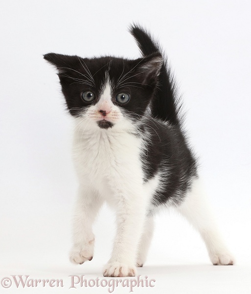 Black-and-white kitten, Loona, 8 weeks old, standing, white background