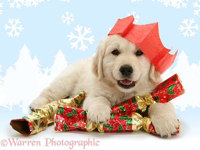 Golden Retriever pup with Christmas crackers and paper hat, white background
