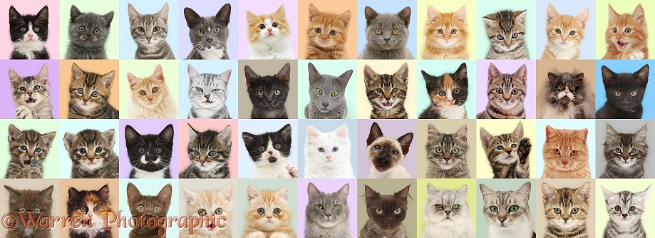 Multiple images of cats in different coloured squares