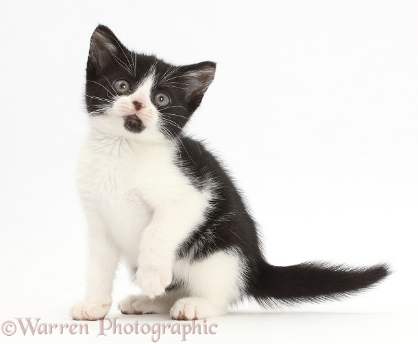 Black-and-white kitten, Loona, 9 weeks old, white background