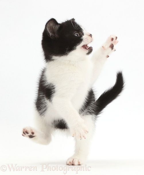 Black-and-white kitten, Loona, 9 weeks old, dancing, white background