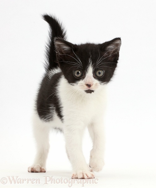 Black-and-white kitten, Loona, 9 weeks old, walking, white background