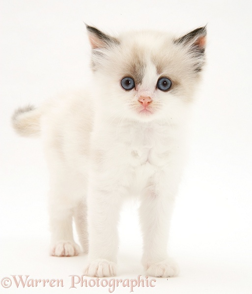 Birman-cross kitten standing, white background