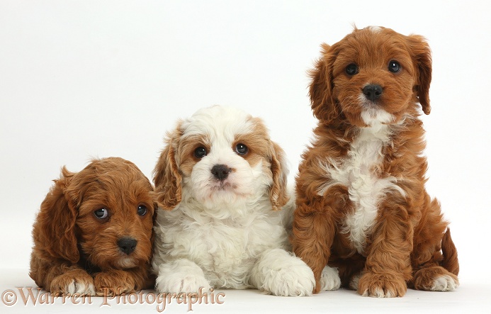 Three Cavapoo puppies, 6 weeks old, in a row, white background