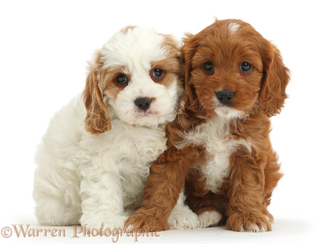 Cavapoo puppies, 6 weeks old, sitting head-to-head, white background