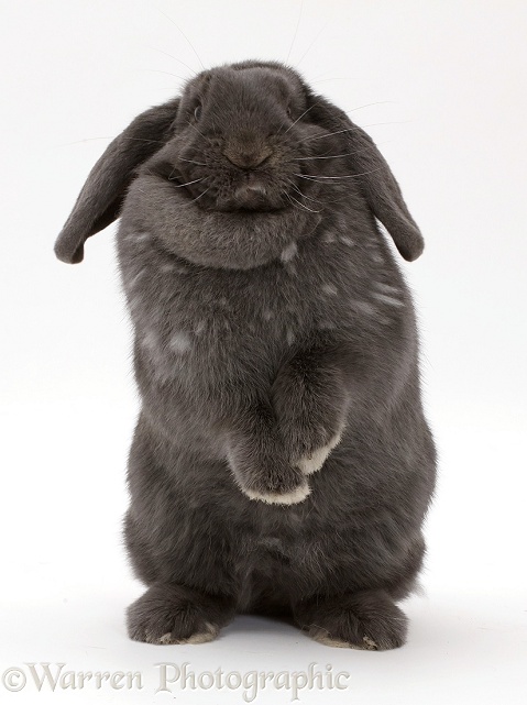 Blue grey lop rabbit standing up, white background