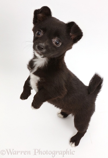Jackahuahua puppy standing up, white background