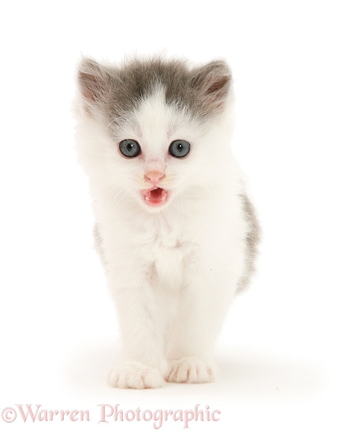 Birman-cross kitten making a funny face, white background