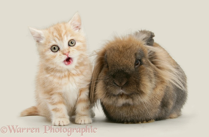 Ginger kitten with Lionhead rabbit, white background