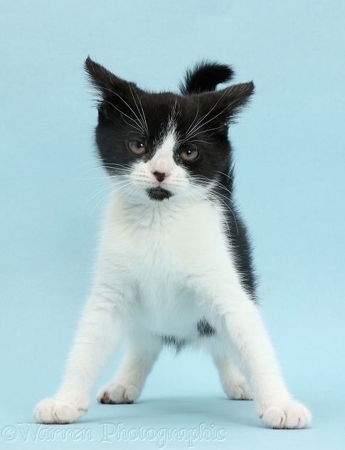 Black-and-white kitten, Loona, 11 weeks old, standing and looking fierce and imposing