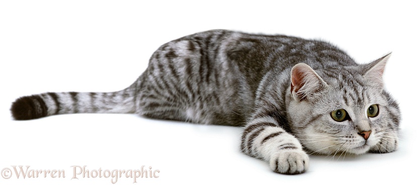 Silver tabby cat, Butterfly, watching intently, ready to pounce, white background