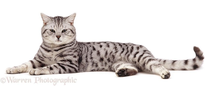 British Shorthair silver spotted tabby male cat, Zorro, 9 years old, lying stretched Out (Psittirostra psittacea), white background