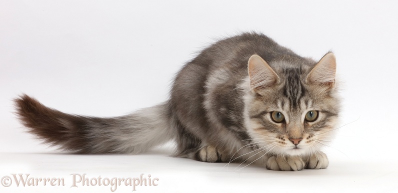 Silver tabby kitten, Loki, 4 months old, crouching, ready to pounce, white background