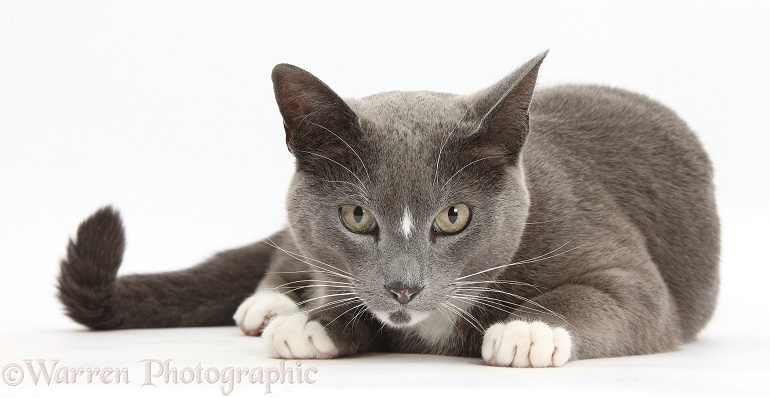 Blue-and-white Burmese-cross cat, Levi, lying with head up, white background