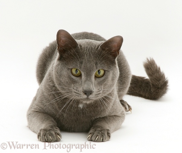 Blue Tonkinese male cat, Del, white background