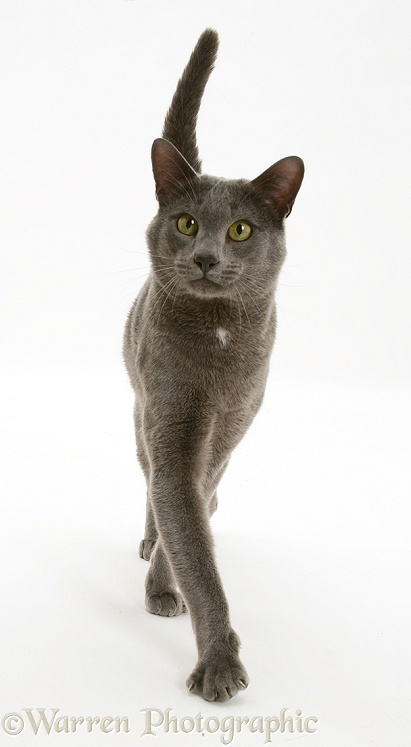 Blue Tonkinese male cat, Del, strutting purposefully forward, white background