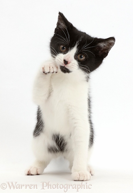 Black-and-white kitten, Loona, 3 months old, with paw raised, white background