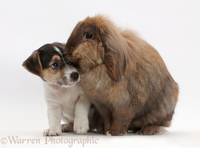 Jack Russell x Bichon puppy and Lionhead Lop rabbit, Dibdab, white background