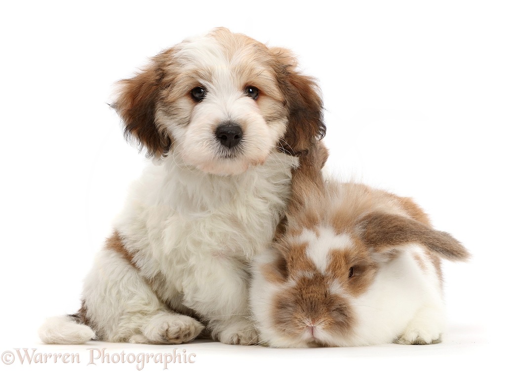 Jack Russell x Bichon puppy and rabbit, white background