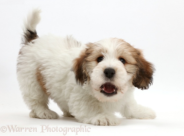 Jack Russell x Bichon puppy playfully barking, white background