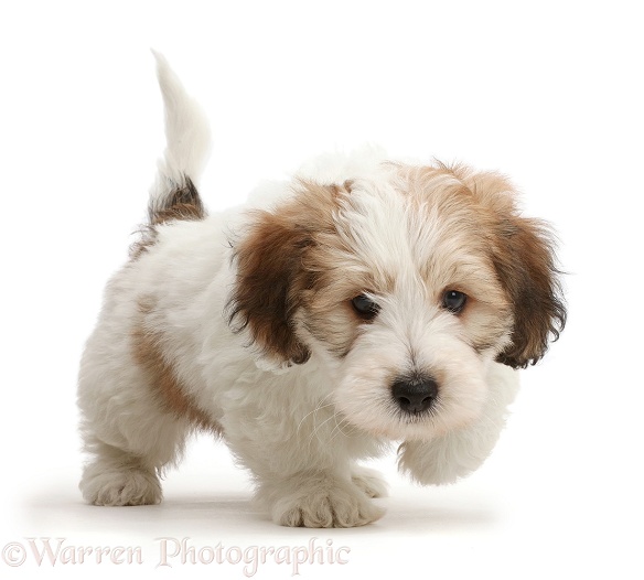 Jack Russell x Bichon puppy trotting, white background