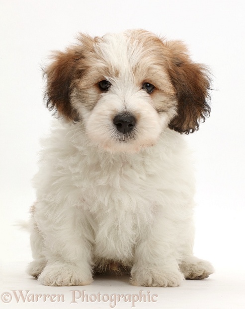 Jack Russell x Bichon puppy sitting, white background