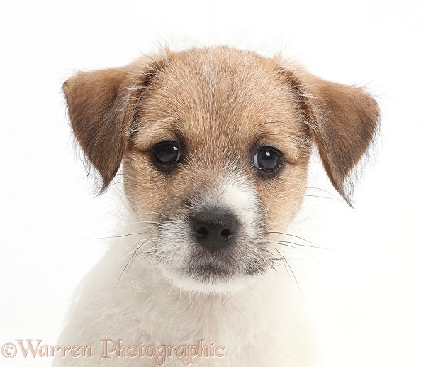 Jack Russell x Bichon puppy, white background