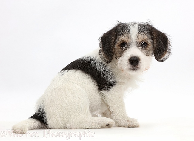 Jack Russell x Bichon puppy looking over shoulder, white background