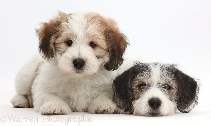 Jack Russell x Bichon puppies, white background