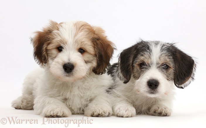 Jack Russell x Bichon puppies, white background