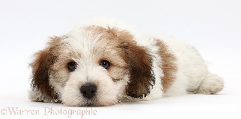 Jack Russell x Bichon puppy lying with chin on the floor, white background