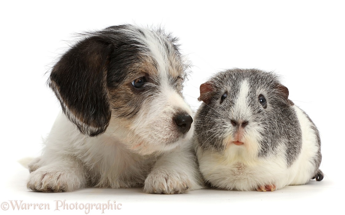 Jack Russell x Bichon puppy and Guinea pig, white background