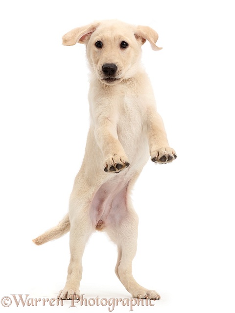 Playful Yellow Labrador Retriever puppy, 9 weeks old, jumping up, white background