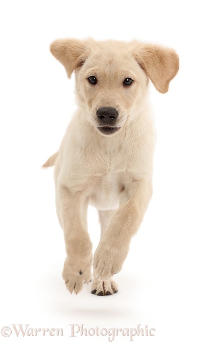 Yellow Labrador Retriever puppy, 9 weeks old, running, white background