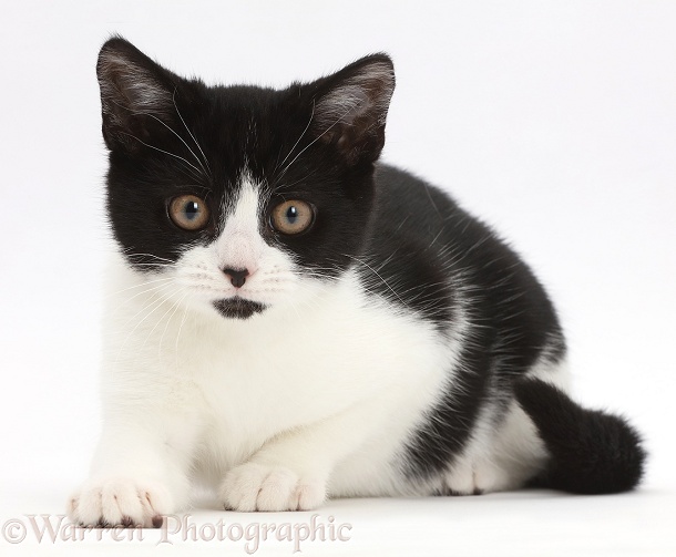 Black-and-white kitten, Loona, 3 months old, white background