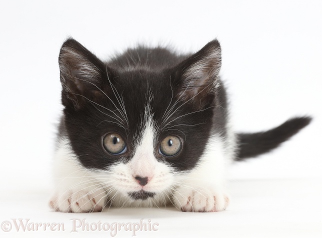 Black-and-white kitten, Loona, 11 weeks old, staring intently, white background