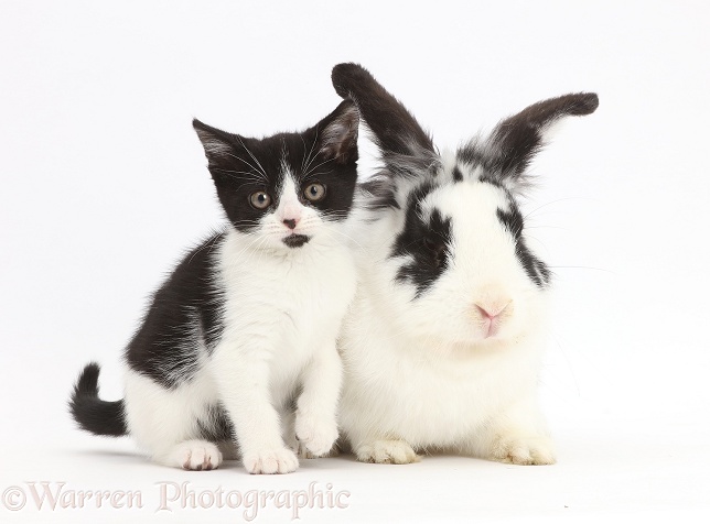 Black-and-white kitten, Loona, 11 weeks old, with black-and-white rabbit, Bandit, white background