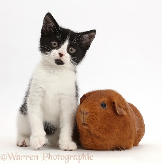 Black-and-white kitten, Loona, 11 weeks old, with fat red Guinea pig, white background