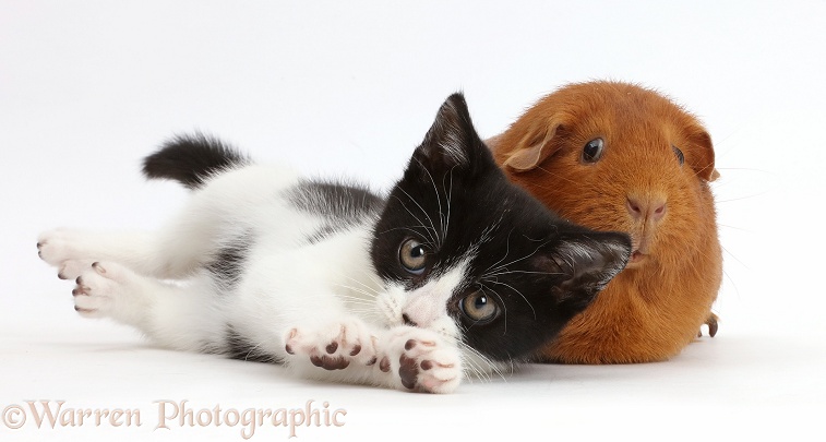 Black-and-white kitten, Loona, 11 weeks old, with fat red Guinea pig, white background