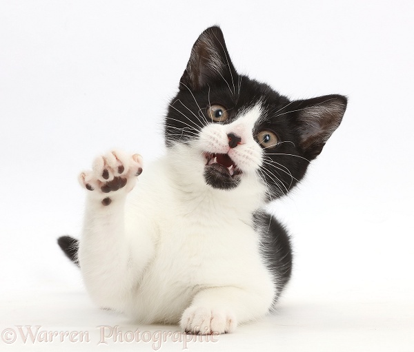 Black-and-white kitten, Loona, 3 months old, with raised paw and open mouth, white background