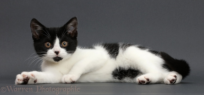 Black-and-white kitten, Loona, 3 months old