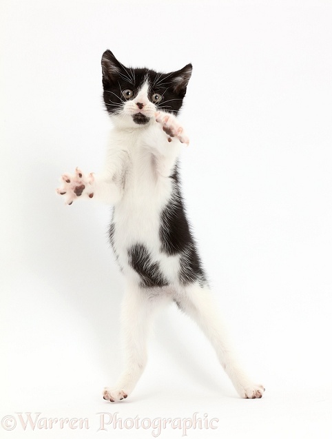 Black-and-white kitten, Loona, 10 weeks old, jumping up, white background