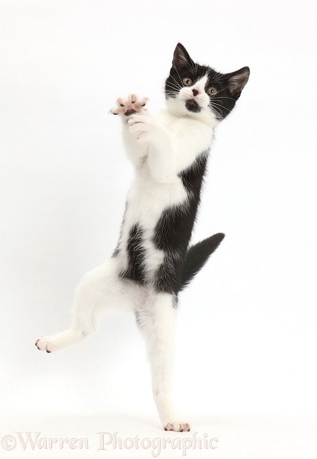 Black-and-white kitten, Loona, 3 months old, jumping up, white background