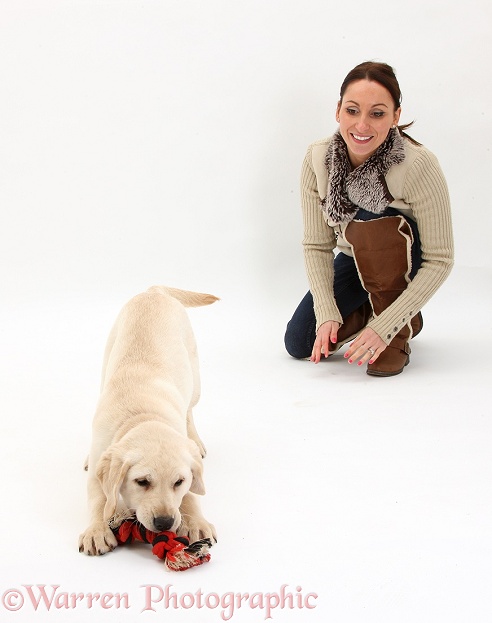Lady instructing a Yellow Labrador Retriever puppy to fetch, white background