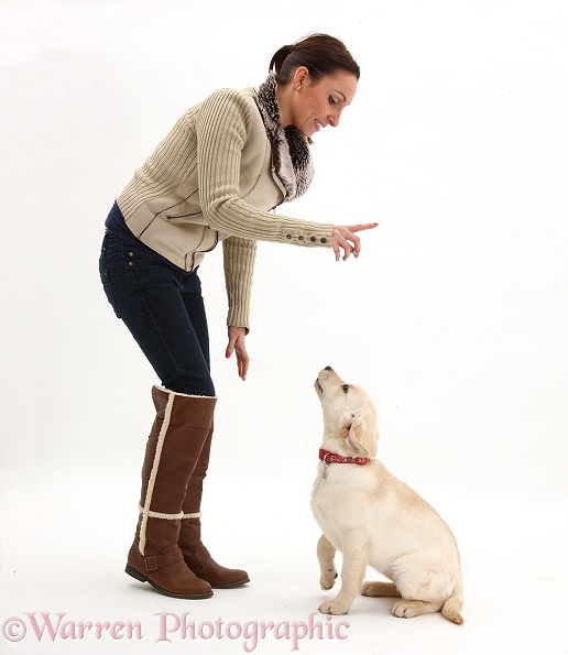Lady instructing a Yellow Labrador Retriever puppy to sit, white background
