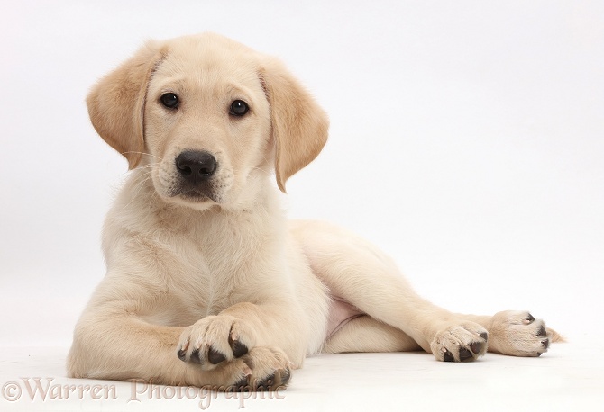 Yellow Labrador Retriever puppy, 9 weeks old, lying with head up and crossed paws, white background