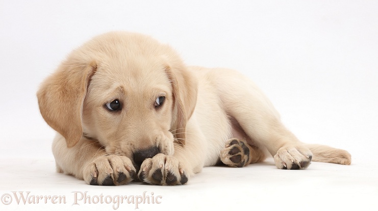 Yellow Labrador Retriever puppy, 9 weeks old, nose buried in paws, white background